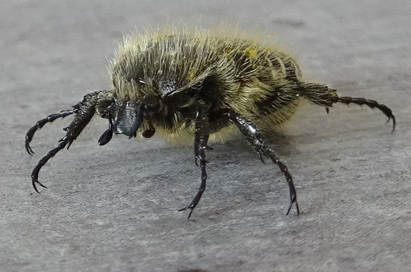 Cetoniidae: Oxythyrea funesta